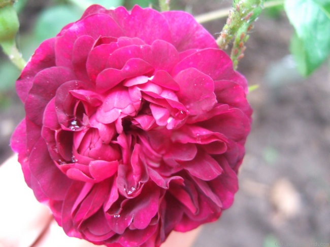 'Cora (gallica,)' rose photo