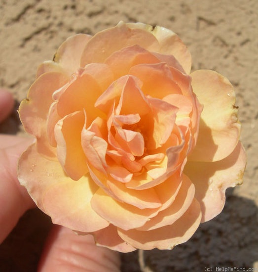 'APMXSL' rose photo