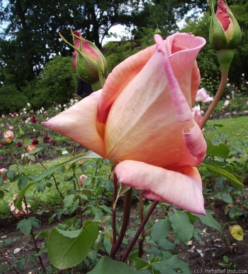 'Mary Mulligan' rose photo