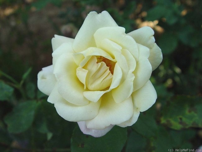 'Northern Gold' rose photo