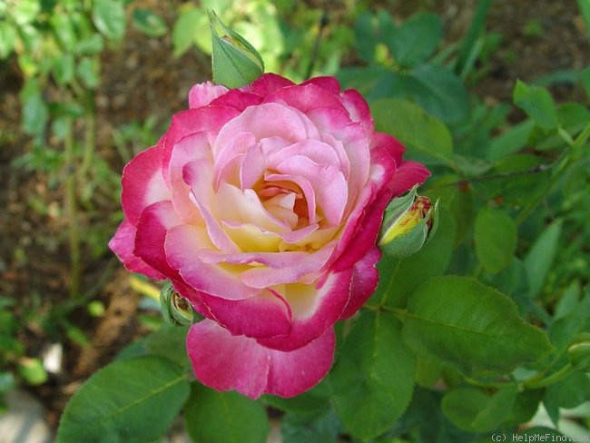'Party Time' rose photo