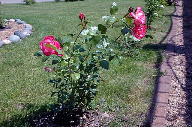 'Harlekin ™ (LCl, Kordes 1986)' rose photo