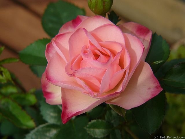 'Crème fraise' rose photo