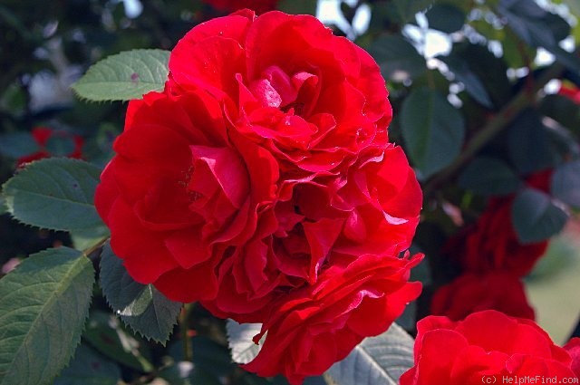 'Santana (climber, Tantau, 1985)' rose photo