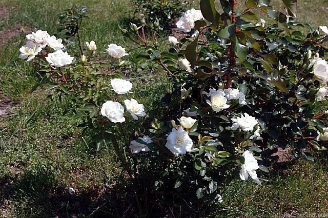 'Swany ®' rose photo