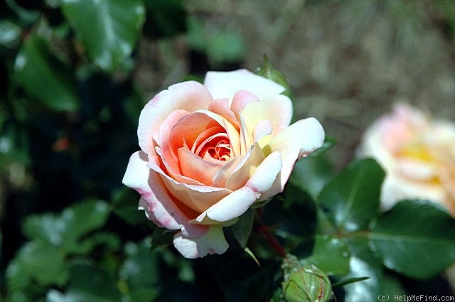 'Concerto (shrub, Meilland, 1995)' rose photo