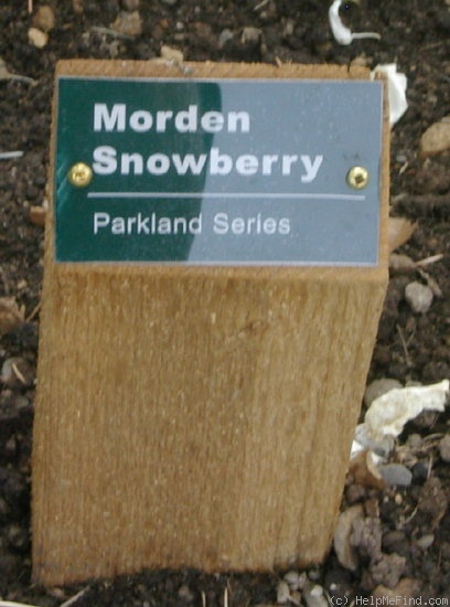 'Morden Snowbeauty' rose photo