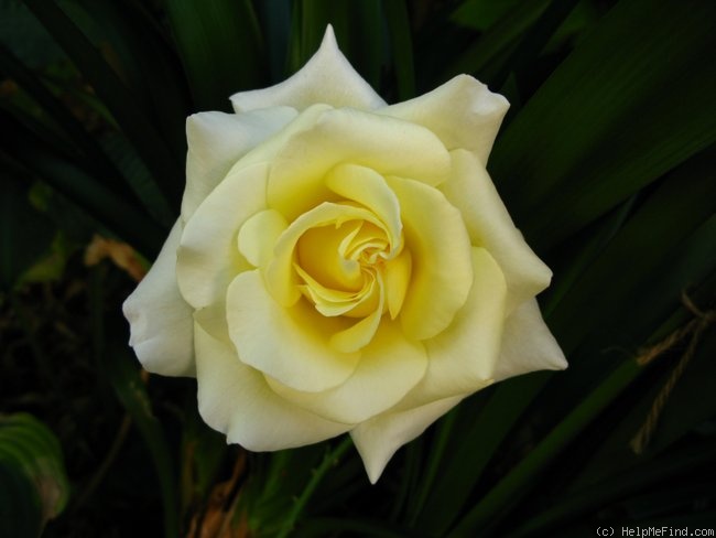 'Elina ®' rose photo