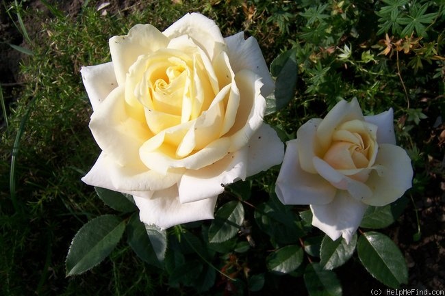 'My Girl (hybrid tea, Evers/Tantau, 2000/06)' rose photo