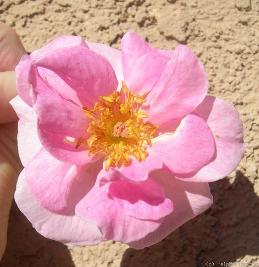'ABDXCTSL' rose photo