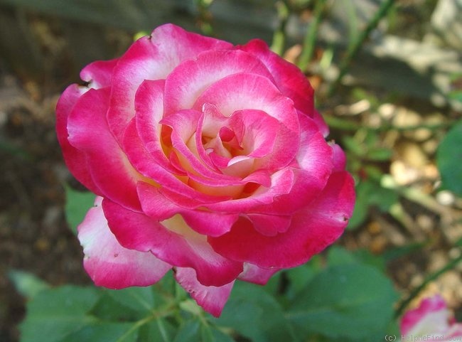 'Donna Darlin'' rose photo