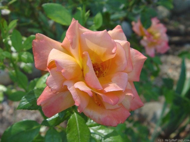 'Hallé (hybrid tea, Fryer before 2001)' rose photo