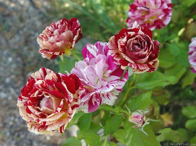 'George Burns ™' rose photo
