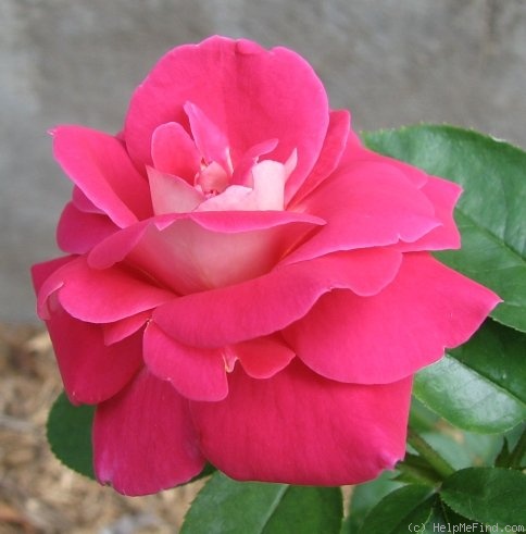 'Majora' rose photo