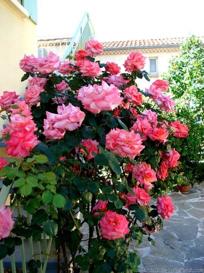 'Christine Lanson (Hybrid Tea, Orand, 1962)' rose photo