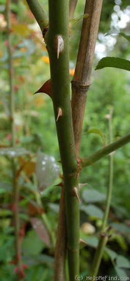 'La Biche' rose photo