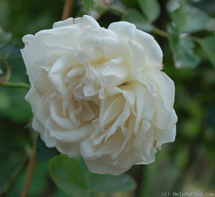'Mademoiselle de Sombreuil' rose photo