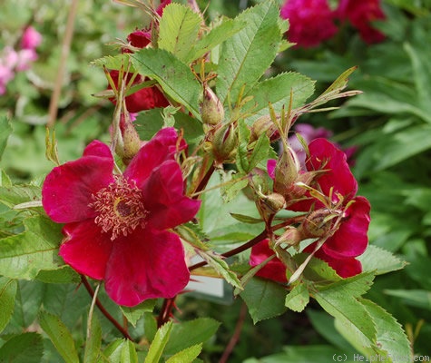 'Basye's Purple Rose' rose, click to enlarge 'Basye's Purple Rose' rose photo
