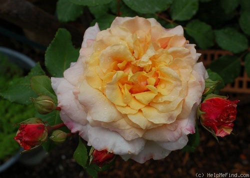 'Caramella ™ (shrub, Kordes before 2000)' rose photo