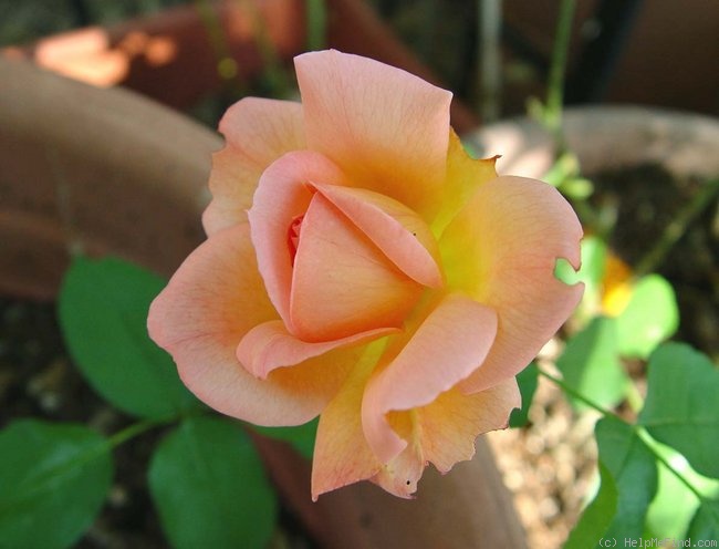 'Zambra 93' rose photo