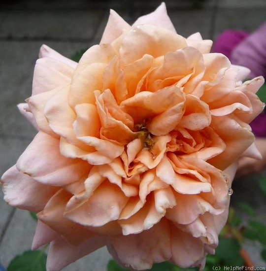 'Rêve Abricot' rose photo
