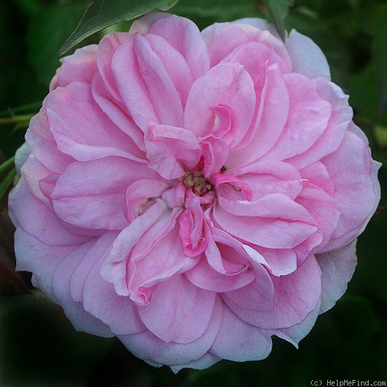 'Souvenir de Handlova' rose photo