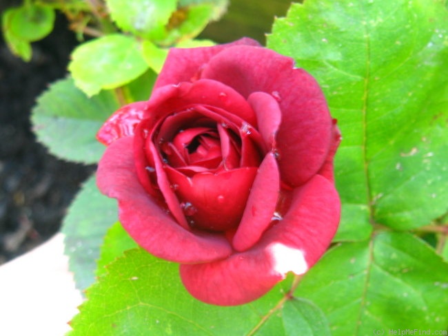 'The Knight' rose photo