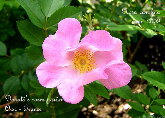 '<i>Rosa carolina</i> L.' rose photo