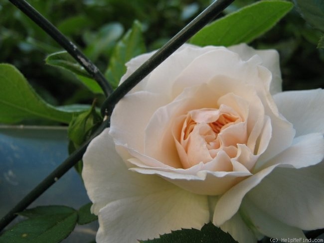 'Penny Lane (climber, Harkness, 1998)' rose photo