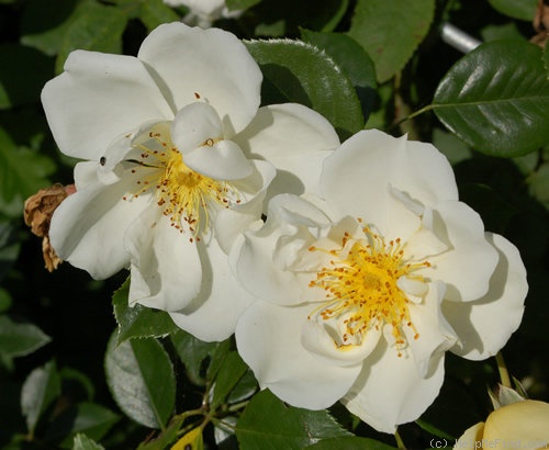 'Direktor Benschop' rose photo