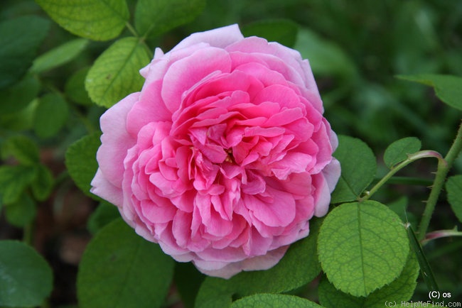 'Madame Boll' rose photo