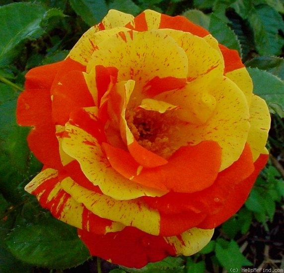 'Oranges 'n' Lemons ™' rose photo