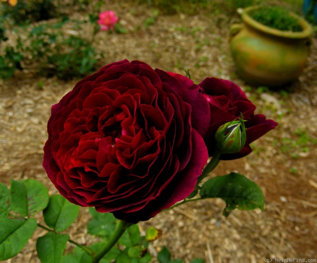 'Astrid Gräfin von Hardenberg' rose photo