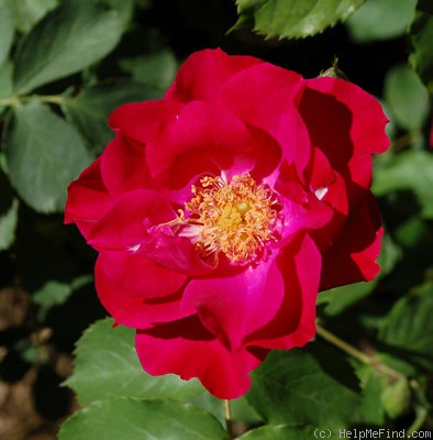 'Gloire des Rosomanes' rose photo