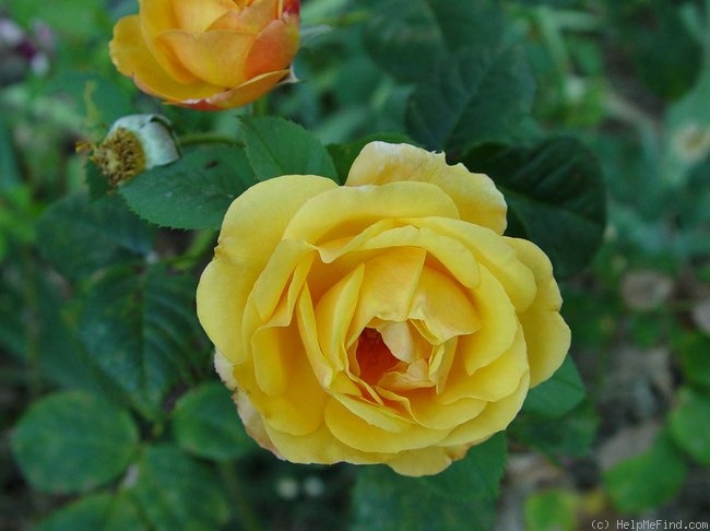 'Carol Burnett ™' rose photo