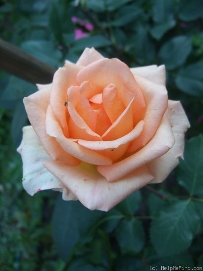 'Versilia®' rose photo