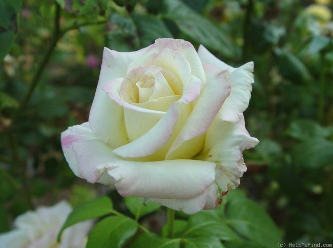 'Pearl (hybrid tea, Winchell, 1999)' rose photo