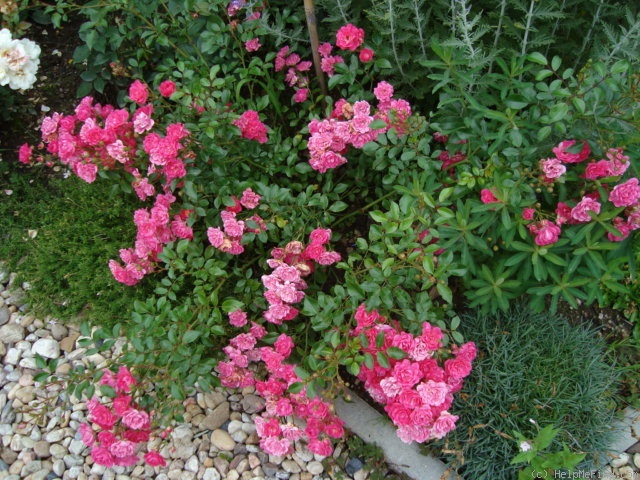 'Lovely Fairy' rose photo