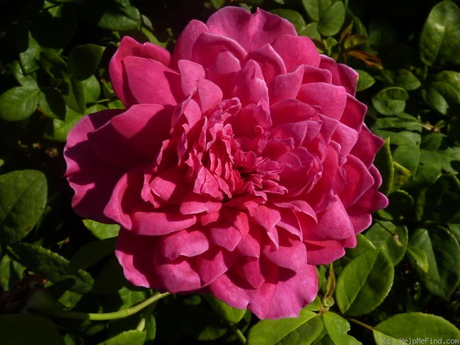 'Sophy's Rose' rose photo