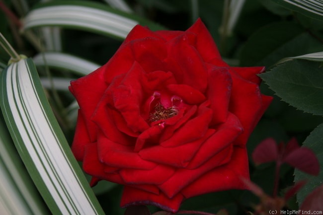 'Kashmir (shrub, Lim 2008)' rose photo