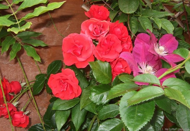 'Super Elfin' rose photo