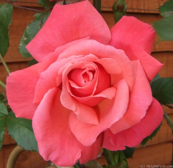 'Galway Bay®' rose photo