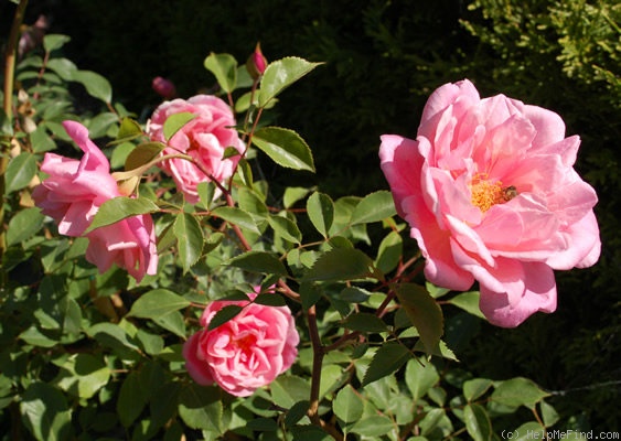 'Duarte de Oliveira' rose photo