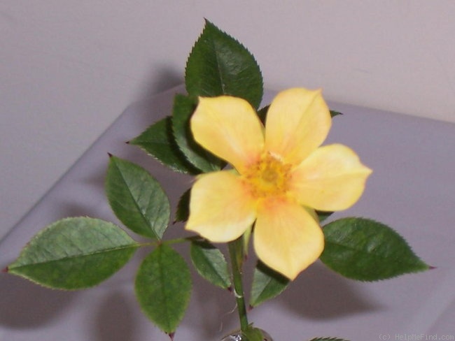 'My Sunshine' rose photo