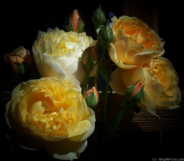 'Graham Thomas' rose, click to enlarge 'Graham Thomas' rose photo