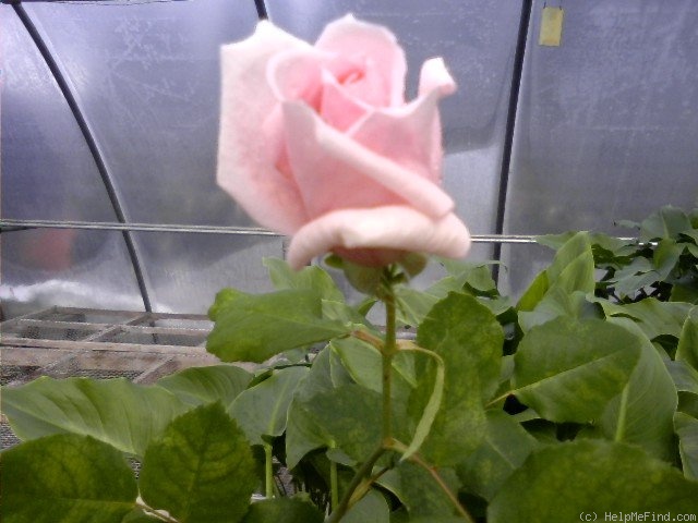 'White Gene Boerner' rose photo