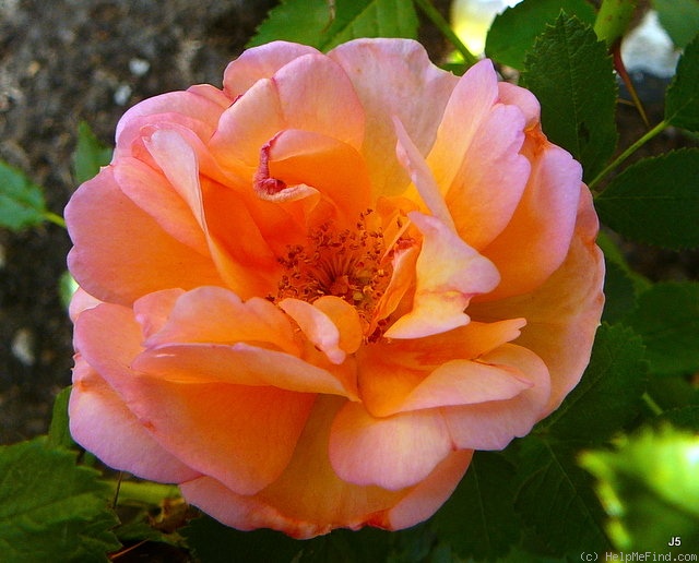 'Prairie Magic' rose photo