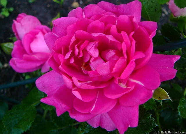 'Louis Jolliet' rose photo