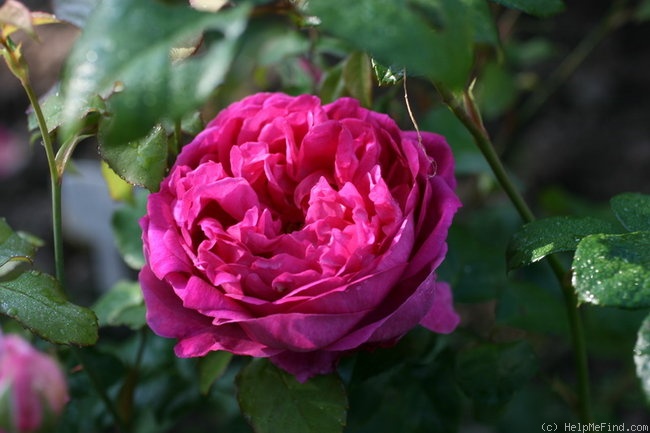 'Young Lycidas' rose photo