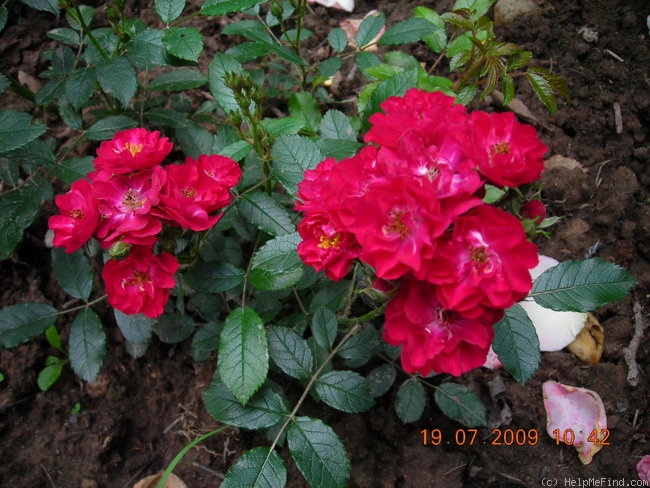 'Alberich' rose photo